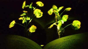 Glowing 'Avatar' Plants: Scientists Engineer Bioluminescent Succulents for Sustainable Lighting